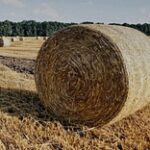 В регионах для зимовки скота заготовлено 6,5 млн тонн сена – МСХ РК