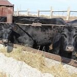 Павлодарские фермеры недовольны субсидиями на корма для мясного направления животноводства