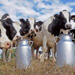 Cубсидии на развитие молочного хозяйства бизнес получает с опозданием