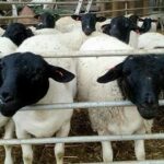 Какие документы нужны для импорта овец из РФ?