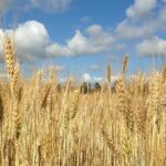 Использовать космический мониторинг по урожайности отдельных зерновых культур намерены в РК