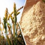 Глубоким переработчикам пшеницы прекратят субсидировать затраты