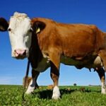 Ветеринары подделали акты о вакцинации скота в Жамбылской области