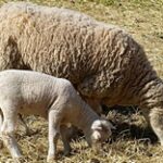 Страхование овец и лошадей будет субсидироваться государством – МСХ РК