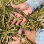На 30% меньше урожая пшеницы могут собрать в этом году в Казахстане