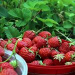 В Алматинской области построят плодовоягодный кластер