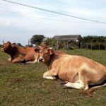 Вспышка бруцеллёза в СКО: у сельчан забирают и уничтожают скот