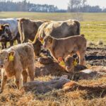 Фермеры Сарыагашского района боятся потерять скот