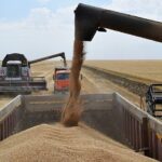 Неплательщики НДС при реализации зерна менее 1000 МРП теперь обязаны выписывать ЭСФ