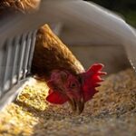 В СКО госорган пытается забрать у птицефабрик субсидии из-за спада производства во время эпидемии птичьего гриппа