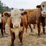 Казахстанские фермеры выступают против запрета на экспорт скота