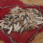 Объёмы добычи рыбы в Атырау сократились на треть