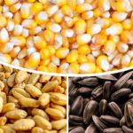 Более 500 тысяч тонн семян необходимо аграриям Акмолинской области