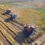 500 тыс. тонн риса собрали кызылординские аграрии