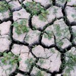 «Свёкла, кукуруза, всё пропало. Остались миллионные кредиты»: фермеры о засухе в Жамбылской области