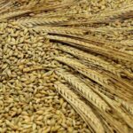IGC снизил прогнозы производства и экспорта украинского зерна в будущем сезоне