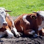 Отменить пошлину на экспорт шкур скота планируют в Казахстане