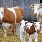 Причины распространения бруцеллёза скота назвал аким СКО