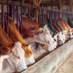 Новую молочную ферму стоимостью 1,1 млрд тенге ввели в Северном Казахстане