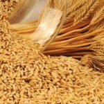 Казахстанские фермеры не могут продать пшеницу – Минсельхоз