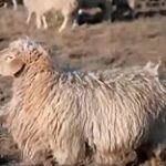 Благое дело: карагандинец возрождает породу 100-килограммовых овец