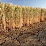 Некоторые районы на севере Казахстана пострадали от засухи
