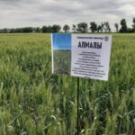Как посеять озимую пшеницу в Алматинской области?