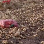 Тысяча тонн лука гниёт на полях Жамбылской области