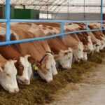 Сдерживание цен на молочные продукты: 65 молочно-товарных ферм построят в РК
