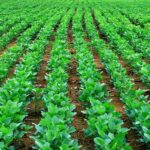 В Алматинской области планируют выращивать сою без ГМО