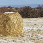 6 апреля стартует приём заявок по программам «Свои корма» и «Льготный лизинг»