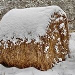 Зимовка без потерь: как фермеры справились с последствиями засухи