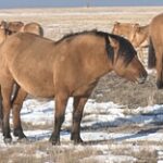 Поголовье лошадей в Актюбинской области увеличилось вдвое