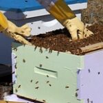 Пчеловоды ВКО в этом году получили 65,6 млн тенге субсидий