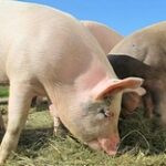 Арестованных свиней в Актобе по определению суда признали как скоропортящуюся продукцию