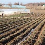 В Сарыагаше аграрии начали работы по посеву капусты