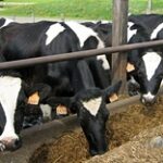 В пять раз увеличится субсидирование животноводства в Мангистауской области