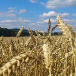Омские селекционеры создали новый сорт пшеницы