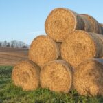 В Казахстане заготовлено порядка 21 млн тонн сена – Минсельхоз