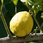 Урожай лимонов собирают в Туркестанской области