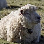 Овцеводы не знают, куда девать шерсть мериносов