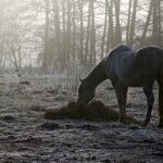Фермеры жалуются на массовую гибель скота в Атырауской области