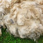 Животноводы Казахстана не получают $30 млн упущенной выгоды от отсутствия переработки шерсти