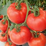 Өз елімізде өз помидорымызды өткізе алмаймыз – Фермер мұңы