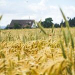 Повлияет ли жара на урожай – комментарий главы Минсельхоза