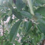 Садоводство под защитой инсектицидов Щелково Агрохим