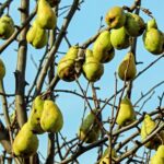 Казахстанские учёные разработали доступную систему диагностики плодовых деревьев