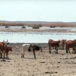 Паводки в ЗКО: будут ли возмещены потери животноводов