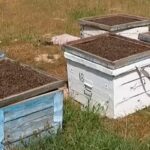 В Шымкенте произошёл массовый мор пчёл