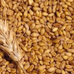 86% пшеницы нового урожая соответствует 1-3 классам